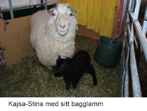 Kajsa-Stina 2018 lamm.jpg